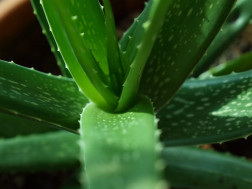 ალოეს მცენარე თმის ცვენის საწინააღმდეგოდ