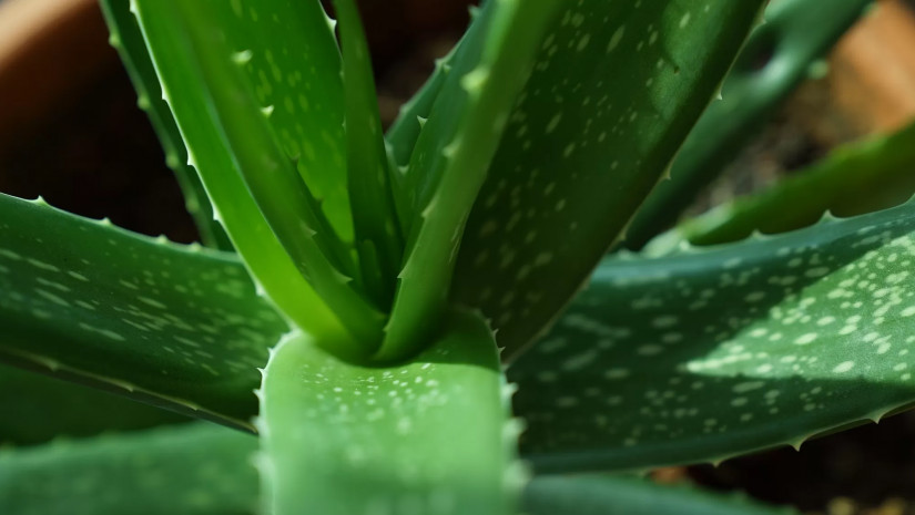 ალოეს მცენარე თმის ცვენის საწინააღმდეგოდ