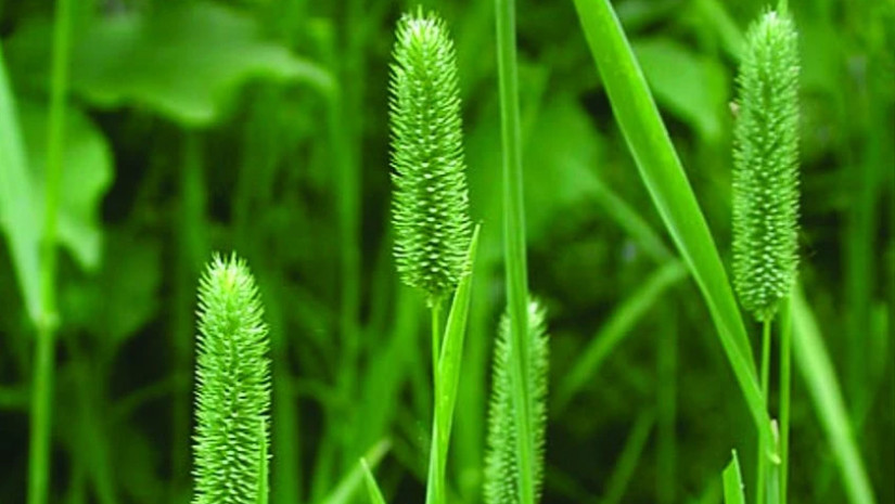 ბალახი - მცენარე