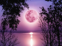 ვარდისფერი მთვარე