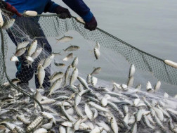 ბრაკონიერობა