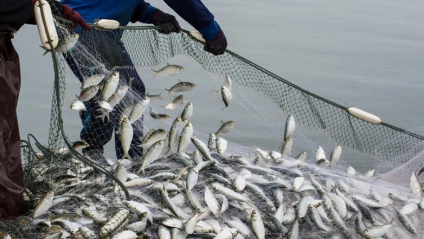 ბრაკონიერობა