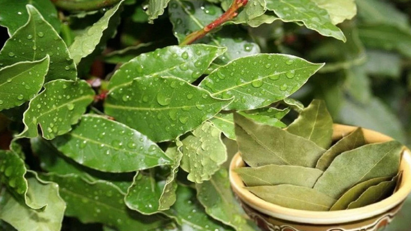 დაფნა                       