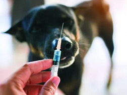 ძაღლის ცოფი