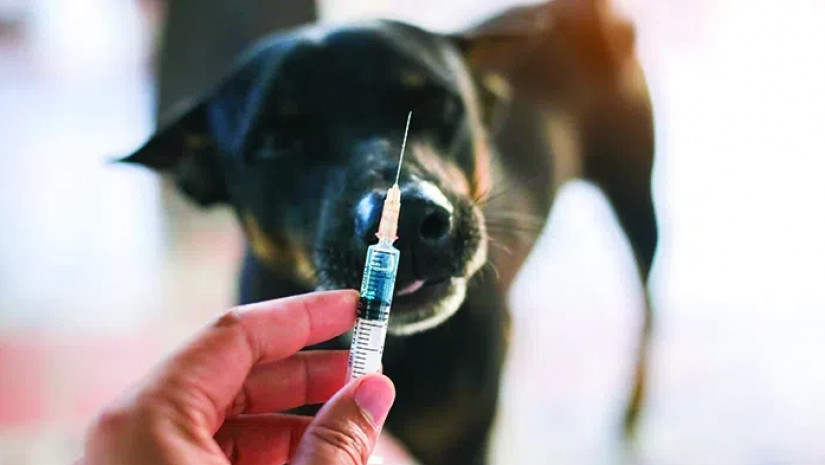 ძაღლის ცოფი