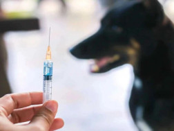 ცხოველთა მონიტორინგის სააგენტო 