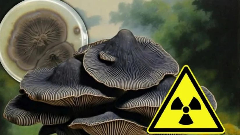 იპოვეს შავი სოკო იპოვეს შავი სოკო