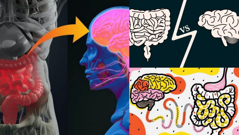 ტვინი და ნაწლავები ტვინი და ნაწლავები