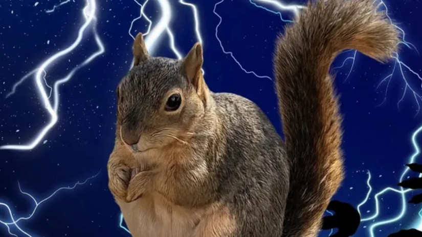 ტეხასში მსუქანი ციყვების კვირა ჩატარდა🐿️ ტეხასში მსუქანი ციყვების კვირა ჩატარდა🐿️