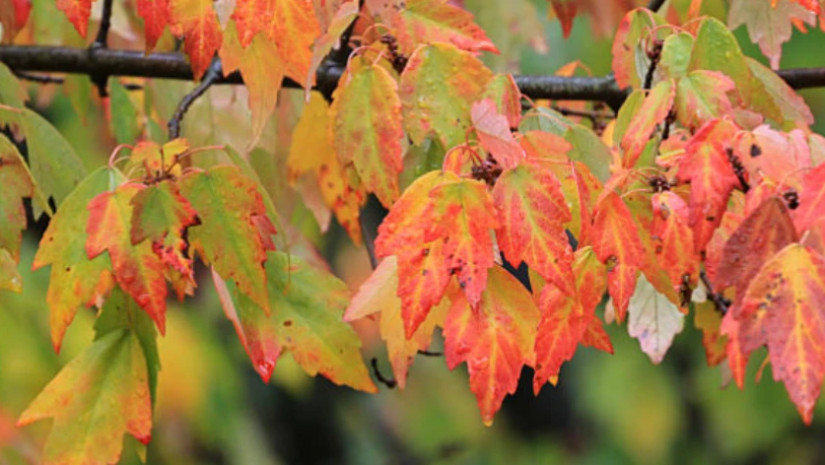 ამინდი შემოდგომა ამინდი შემოდგომა