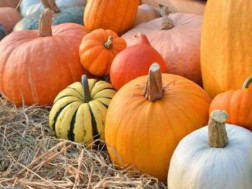 გოგრის გასაოცარი თვისებები