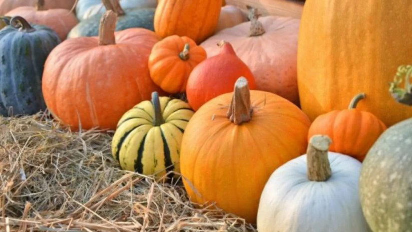 გოგრის გასაოცარი თვისებები