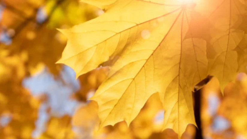 ამინდი - მზიანი ამინდი