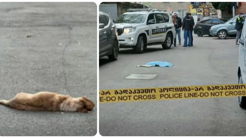  15 წლის უსინათლო ძაღლი