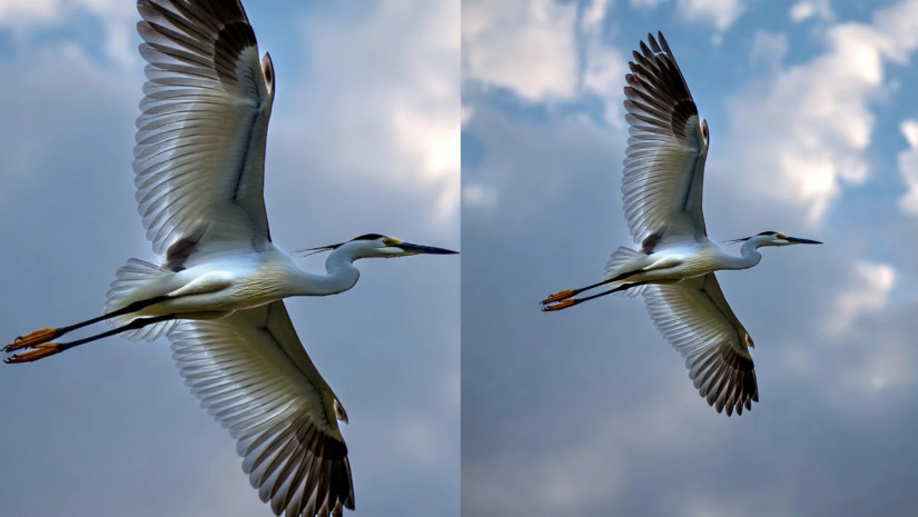 ჩიტი ჩიტი ჩიტი 