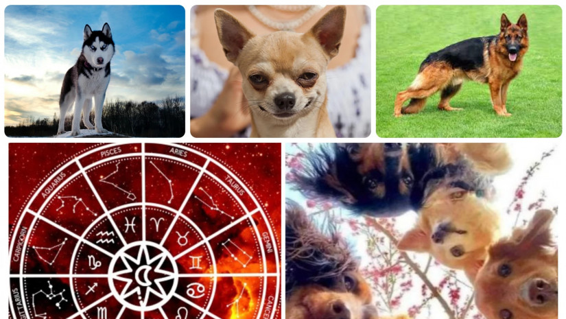 რომელი ძაღლი იქნებოდი ზოდიაქოს მიხედვით?