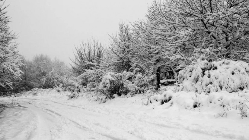 მოძრაობა აკრძალულია