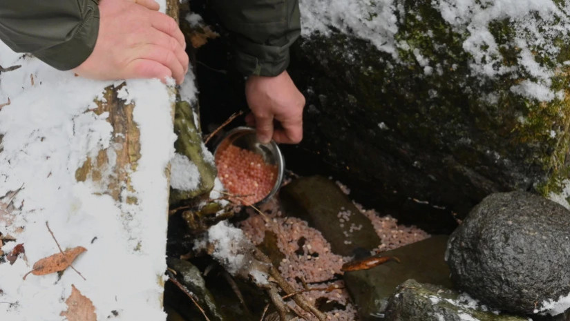 ალმახის 40 000 ქვირითით დათევზიანდა