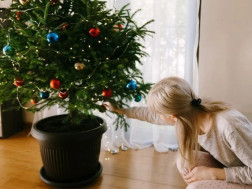 გავუხანგრძლივოთ ნაძვის ხე