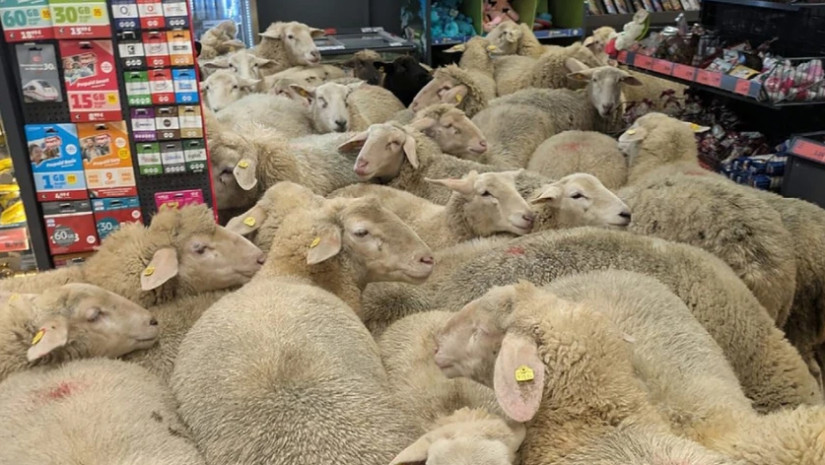  ათობით ცხვარი