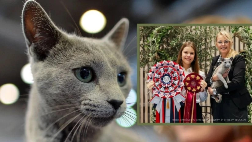 ყველაზე ლამაზი კატა