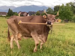 ავსტრიაში ძროხამ საკუთარი თავის დასაფხანად ჯაგრისის გამოყენება ისწავლა 