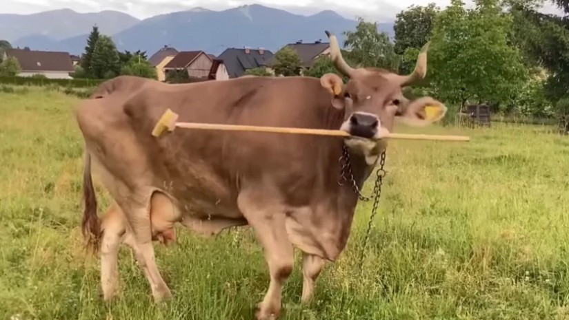 ავსტრიაში ძროხამ საკუთარი თავის დასაფხანად ჯაგრისის გამოყენება ისწავლა 