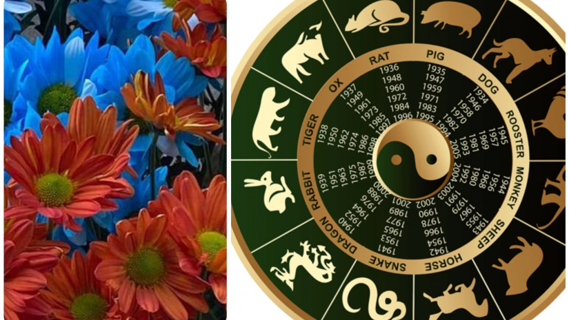 სიმდიდრის ყვავილები