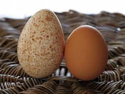 ინდაურის კვერცხი