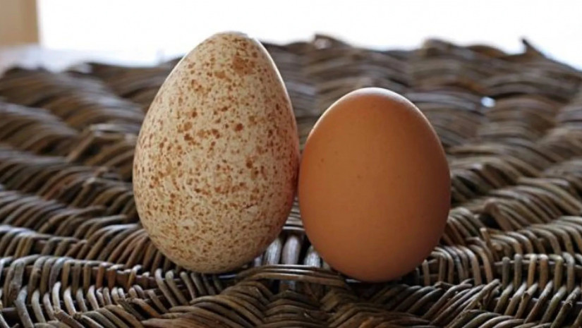 ინდაურის კვერცხი