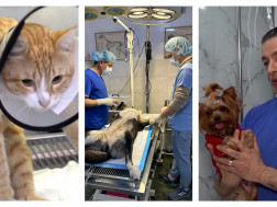 ვეტერინარი ვახტნგ მამალაძე