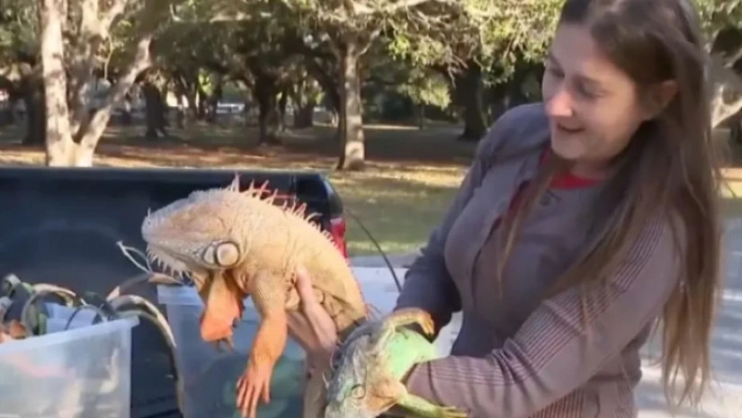 ქვეწარმავლების წვიმა