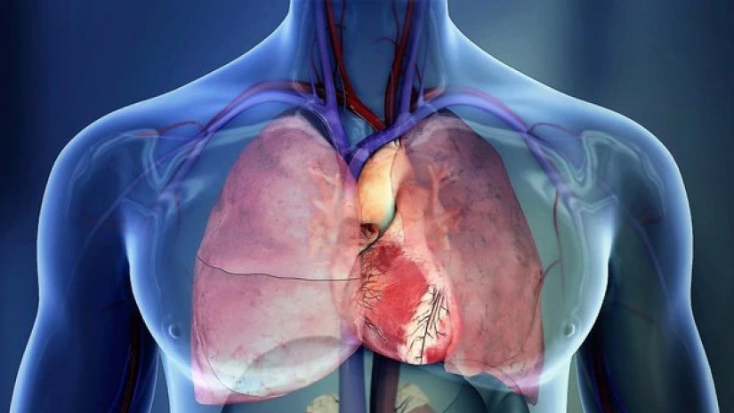 ფილტვები და გული