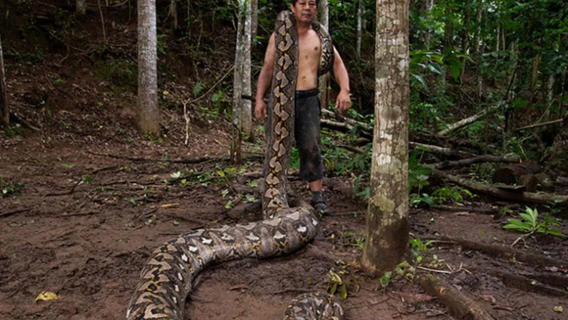 ინდოეთში მცხოვრები პითონ