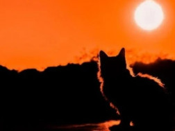 ჩრდილის დღეები