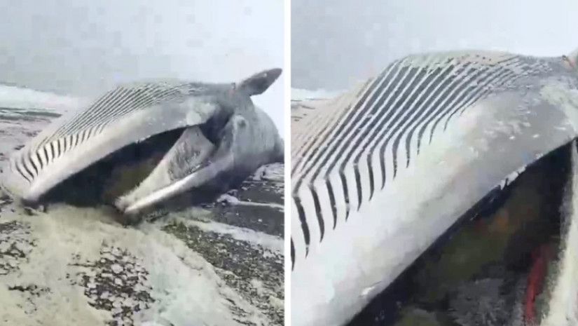 მკვდარი ვეშაპი გამოირიყა -