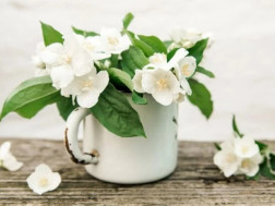 ჟასმინის როლი 