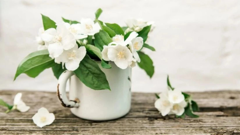 ჟასმინის როლი 