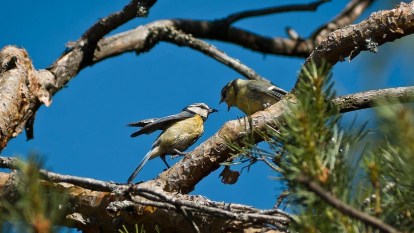 ამინდი - ამინდი