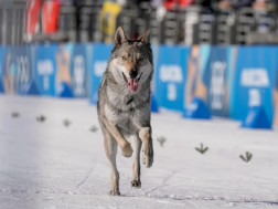 ცნობილია ვინ არის ძაღლი, რომელმაც ოლიმპიადაზე მოთხილამურეებთან იასპარეზა🐺