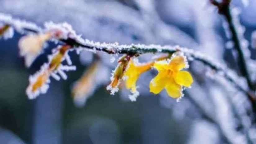 ცივი ამინდი