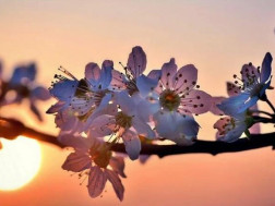  გაზაფხულის ბუნიობაა ამინდი