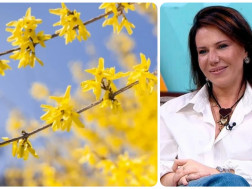 ქეთი ოდიშელი