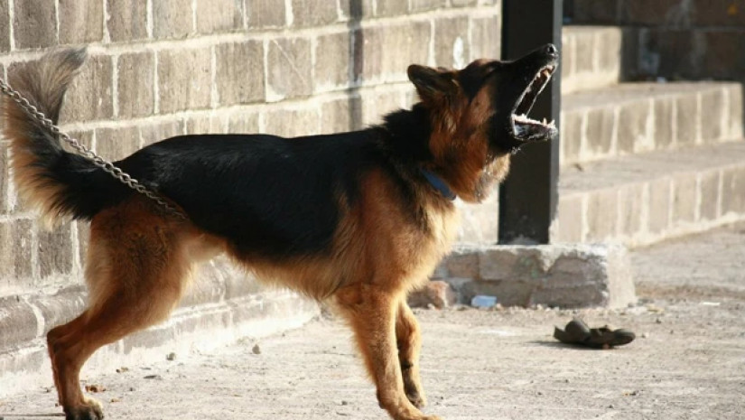  ძაღლი  ძაღლი