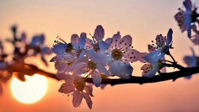 გაზაფხულის ამინდი