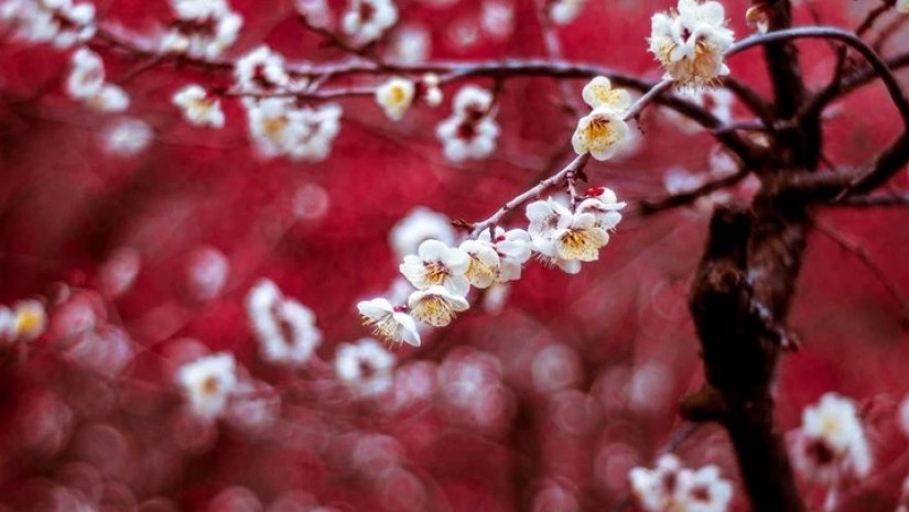გაზაფხულის ამინდი