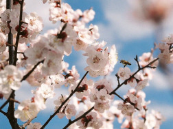 გაზაფხულის ამინდი