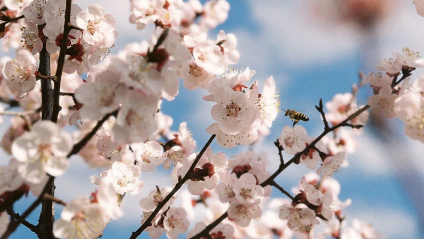 გაზაფხულის ამინდი