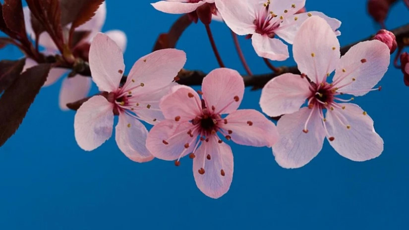 გაზაფხულის ამინდი