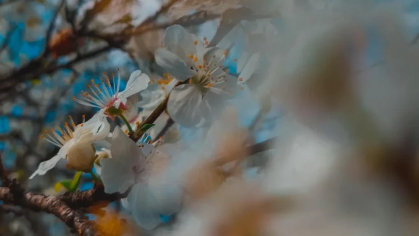 გაზაფხულის ამინდი